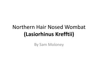 Northern Hair Nosed Wombat (Lasiorhinus Krefftii)