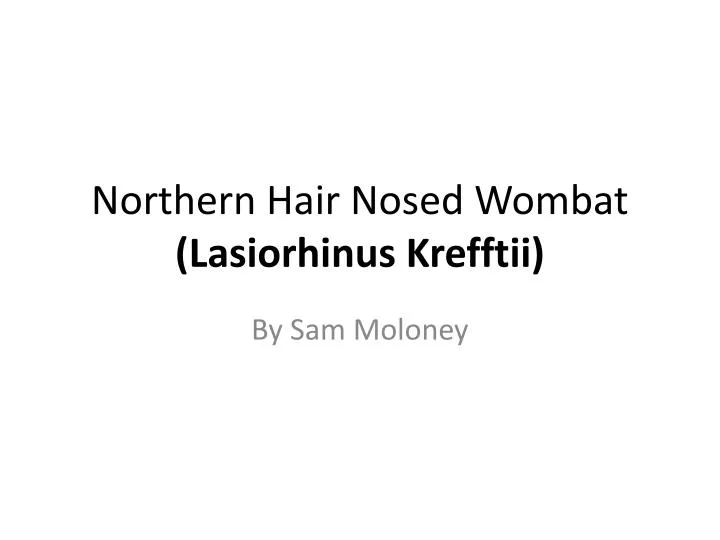 northern hair nosed wombat lasiorhinus krefftii