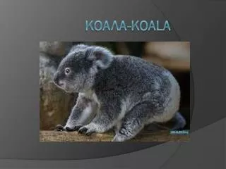 ????? -Koala