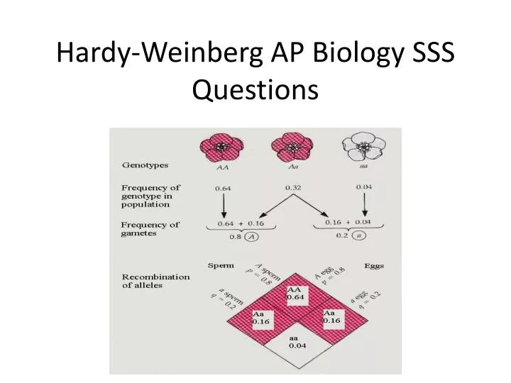 hardy weinberg ap biology sss questions