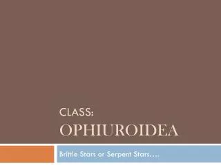 Class: Ophiuroidea