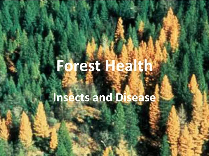 forest health