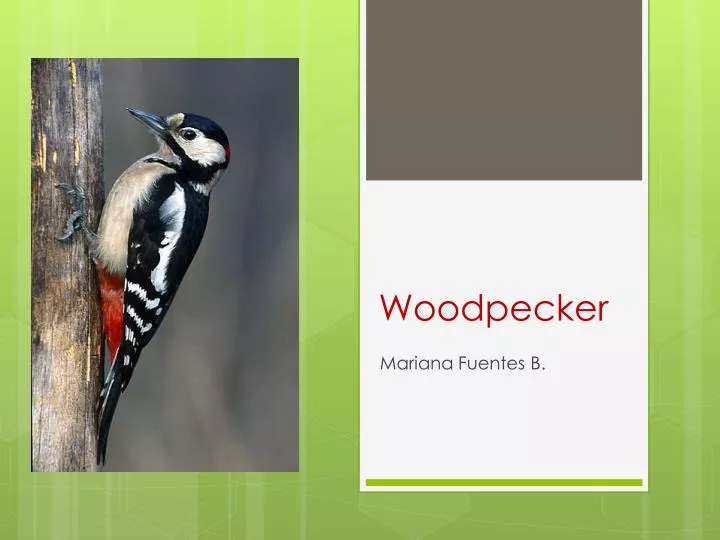 woodpecker