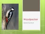 Woodpecker - slide 1