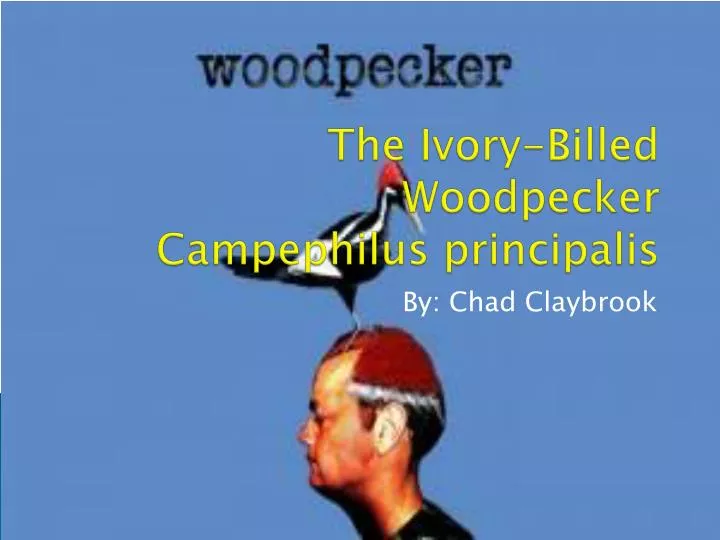 the ivory billed woodpecker campephilus principalis