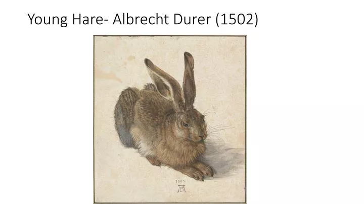 young hare albrecht durer 1502