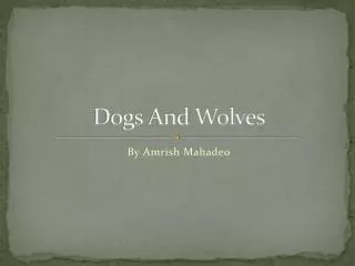 Dogs And Wolves