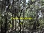 Eastern Woodlands - slide 1