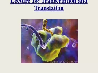Lecture 18: Transcription and Translation