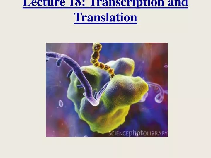 lecture 18 transcription and translation