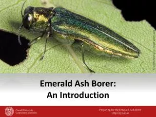 Emerald Ash Borer: An Introduction