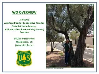 WO OVERVIEW Jan Davis Assistant Director Cooperative Forestry State &amp; Private Forestry