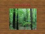 Woodlands - slide 1