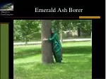 Understanding the Emerald Ash Borer Life Cycle and Impact on Ash Trees - slide 1