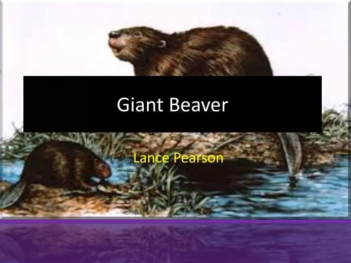 giant beaver