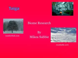 taiga