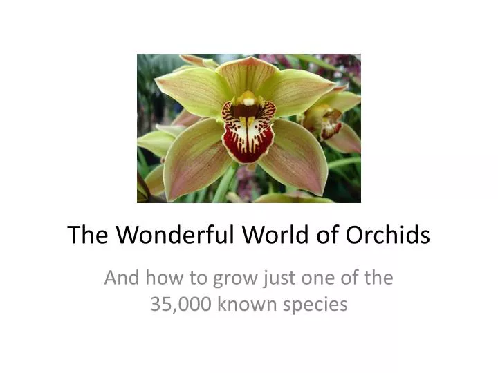 the wonderful world of orchids