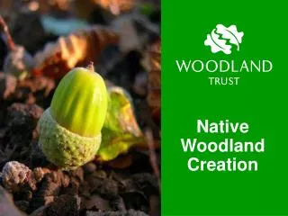 Native Woodland Creation