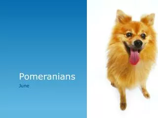 pomeranians