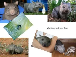 Wombats by Glenn Gray