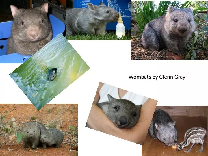 wombats by glenn gray