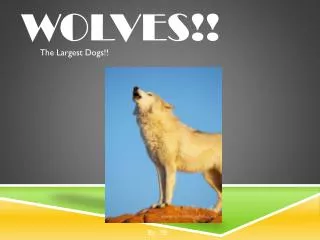Wolves!!