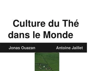 culture du th dans le monde