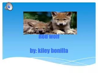 Red wolf by: kiley bonilla