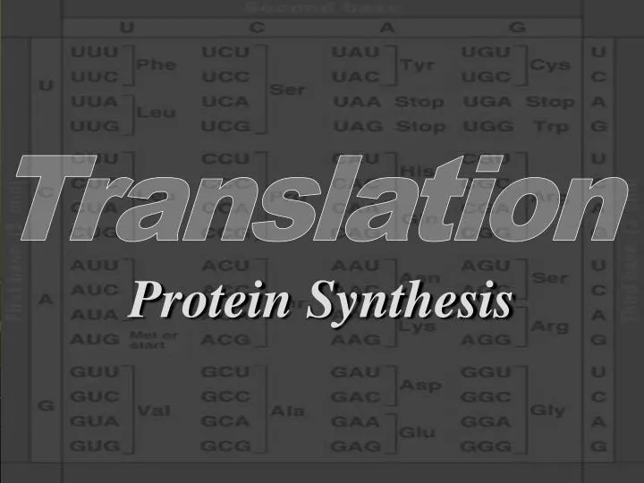 protein synthesis