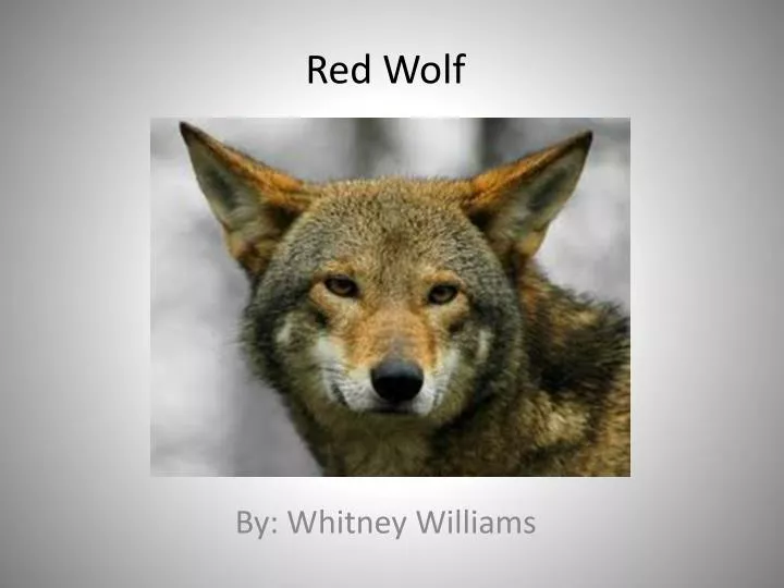 red wolf