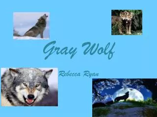 Gray Wolf