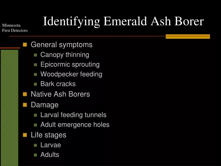 identifying emerald ash borer
