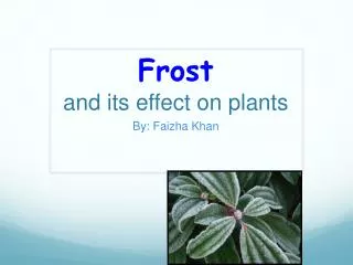 Frost and its effect on plants