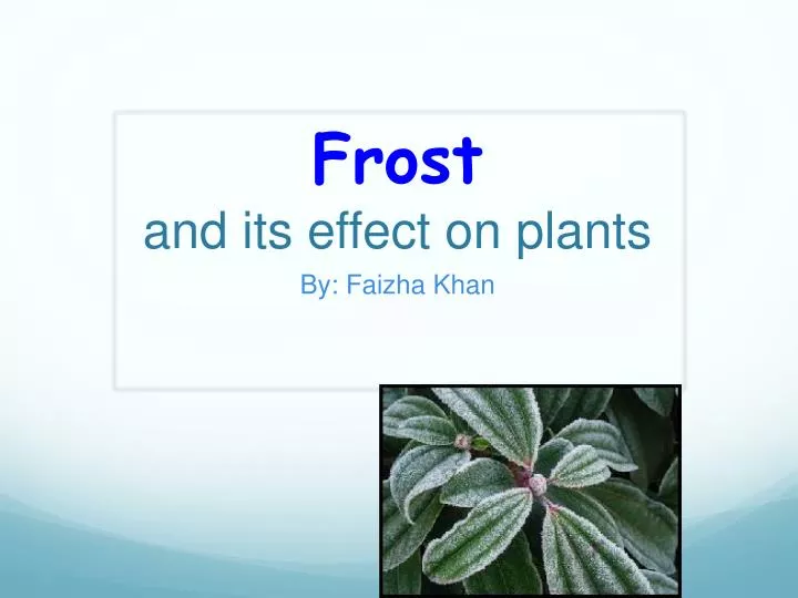 frost and its effect on plants