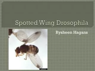 Spotted Wing Drosophila