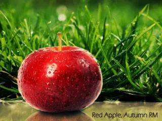 Red Apple, Autumn RM