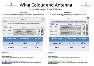 Wing Colour and Antenna Suresh Nadarajan &amp; Senthil Kumar