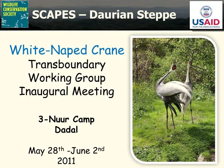 white naped crane transboundary working group inaugural meeting