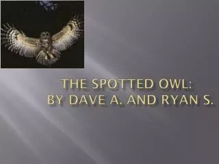 THE SPOTTED OWL: BY DAVE A. AND RYAN S.
