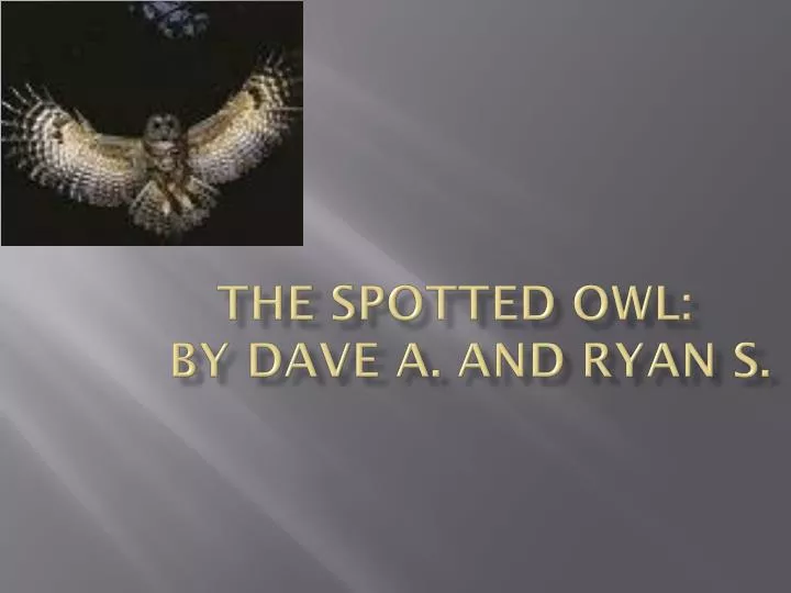the spotted owl by dave a and ryan s