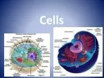 Cells - slide 1
