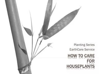 How to care for Houseplants