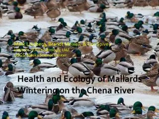 Health and Ecology of Mallards Wintering on the Chena River