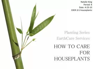 How to care for houseplants