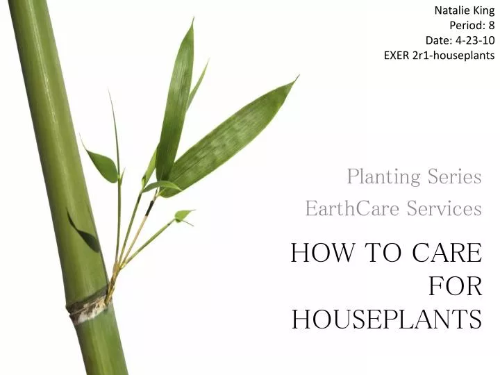 how to care for houseplants