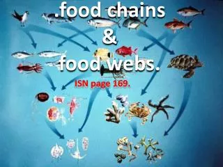.food chains &amp; food webs.
