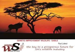 GENETIC IMPROVEMENT WILDLIFE - SABLE