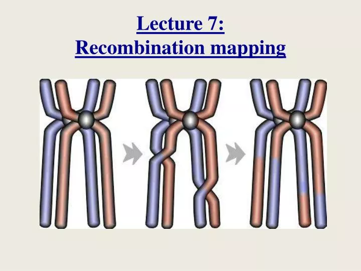 lecture 7 recombination mapping