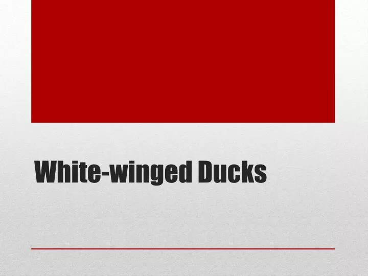 white winged ducks