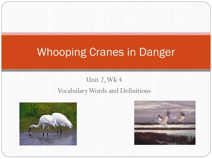 whooping cranes in danger